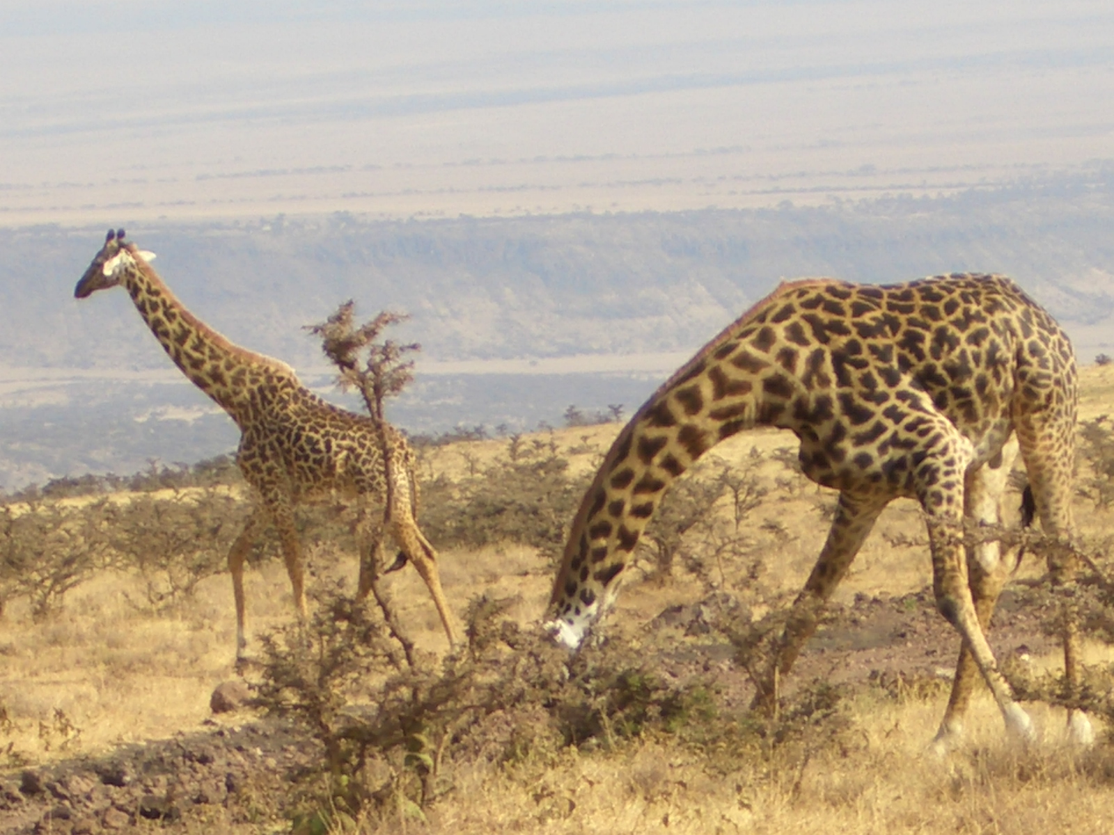 Tanzanian landscape at dawn, showcasing serene natural beauty with soft morning light over the horizon.